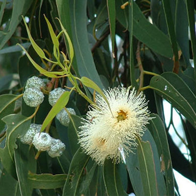 Okaliptus (Eucalyptus sp.)